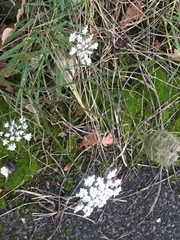 Daucus carota