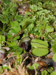 Corybas trilobus
