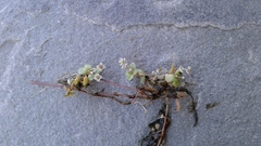 Crassula natans natans