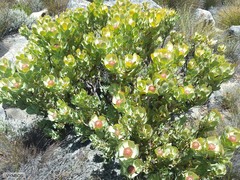 Leucadendron arcuatum