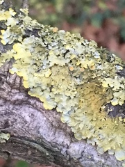 Xanthoria parietina