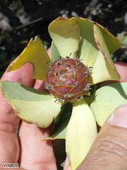 Leucadendron arcuatum