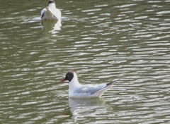 Chroicocephalus ridibundus