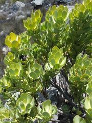 Leucadendron arcuatum