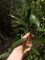 Smilax smallii