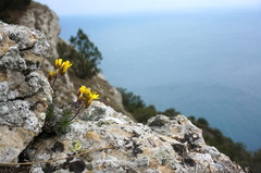 Draba cuspidata