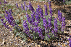 Lupinus albifrons collinus