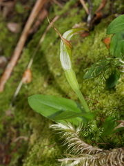 Pterostylis venosa