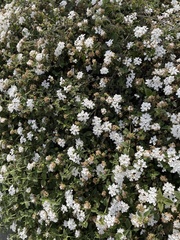 Iberis sempervirens