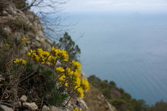 Draba cuspidata