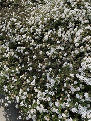 Iberis sempervirens