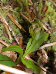 Pterostylis venosa