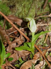 Pterostylis venosa