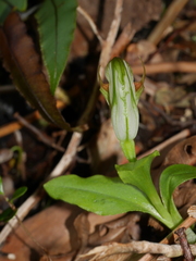 Pterostylis venosa
