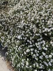 Iberis sempervirens