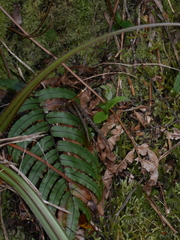 Pterostylis venosa