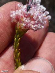 Sorocephalus lanatus