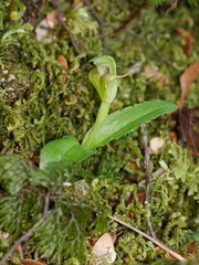 Pterostylis venosa