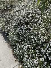 Iberis sempervirens