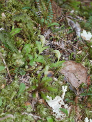 Pterostylis venosa