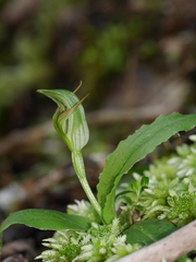 Pterostylis venosa