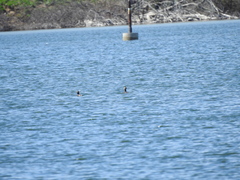 Podiceps auritus