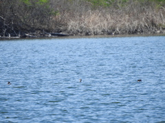 Podiceps auritus
