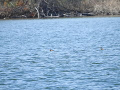 Podiceps auritus