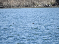 Podiceps auritus