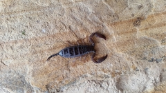 Iomachus politus