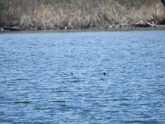 Podiceps auritus