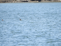 Podiceps auritus