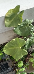 Philodendron eximium