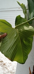 Philodendron eximium