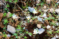 Crocus pumilus