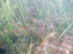 Halodule wrightii
