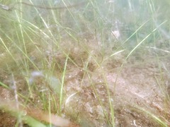 Halodule wrightii