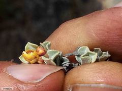 Helichrysum stoloniferum