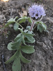 Hydrophyllum capitatum thompsonii