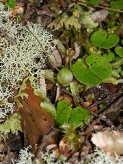 Corybas trilobus