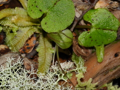 Corybas trilobus