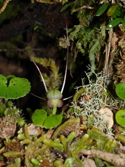 Corybas trilobus