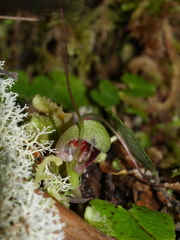 Corybas trilobus