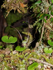 Corybas trilobus