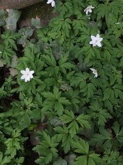Anemonoides nemorosa
