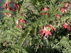 Clianthus
