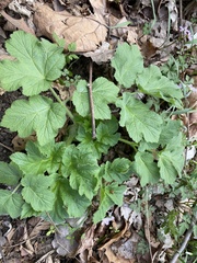 Heracleum sosnowskyi