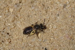 Andrena bradleyi