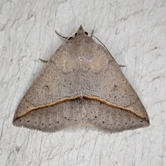 Argyrostrotis flavistriaria