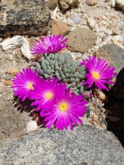 Esterhuysenia alpina